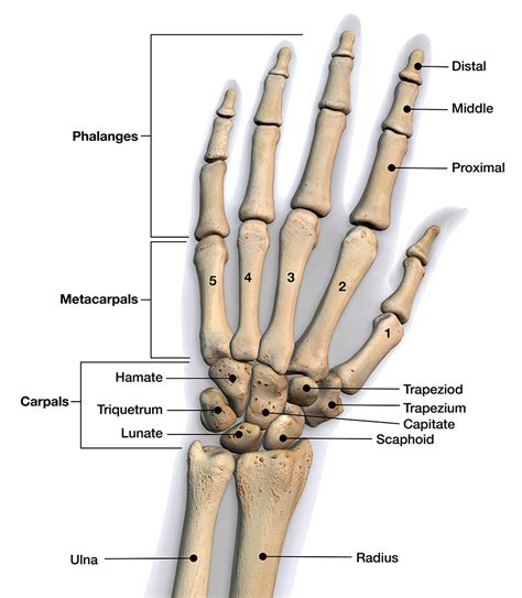 Hand Bone Anatomy Diagram