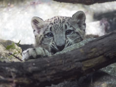 Snow Leopard Cub On View At Bronx Zoo Cbs New York