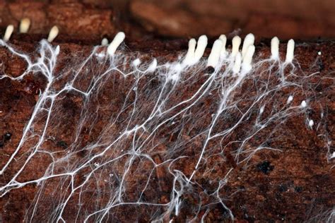 Mycorrhizal Fungi Micorrhizae Blend Buy Mycorrhizal Fungi Australia
