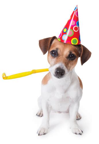 Jack Russell Dog Wearing A Party Hat With A Party Whistle