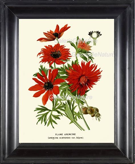 Botanical Print Flower Art S4 4x6 5x7 8x10 11x14 Beautiful Red Etsy