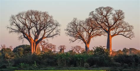Madagascars Iconic Baobab Tree Gvi Gvi