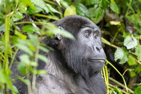 What Is Gorilla Trekking Like In Uganda Rwanda Congo Africa