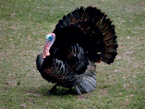 2013 Spring Turkey Season Changed To Allow For Longer