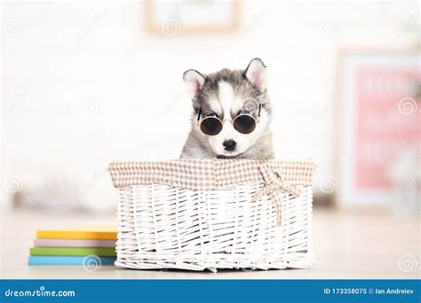 Husky Puppy In Sunglasses Stock Image Image Of Canine 173358075