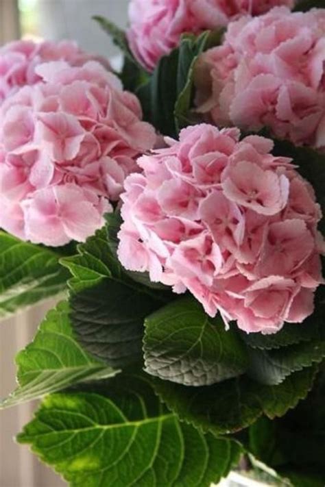 We did not find results for: 5 Light Pink Hydrangea Seeds Perennial Hardy Garden Shrub ...