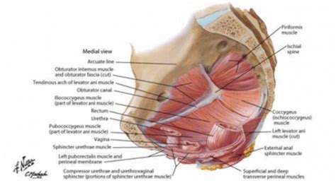 The lowest, most posterior portion of the peritoneal cavity is the rectouterine space (also known as the pouch of douglas ). Deep pelvic muscles - Netter (With images)