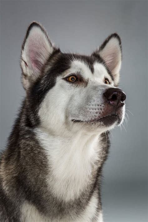Portrait Of Siberian Husky On Gray Background Stock Photo Image Of