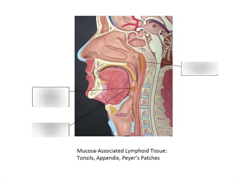 Tonsils Diagram Quizlet