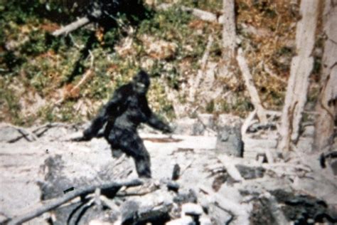 Are There Sasquatches On The Back Roads 4 Photos Elliot Lake News