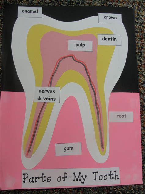 Parts Of My Tooth Dental Health Unit Dental Health Preschool Dental