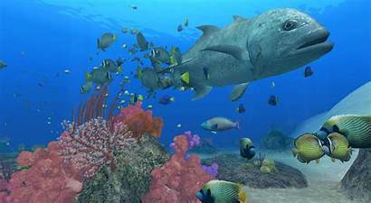 Ocean Endless Mar Bajo Wii Test Fish