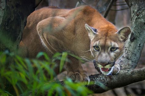 Tennessee Wildlife Federation | Cougars in Tennessee — fact or fiction?