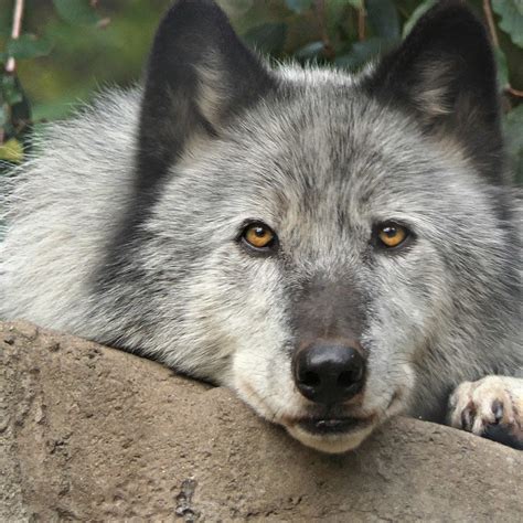 Virtual Enrichment Program With Wolves! | Wolf Conservation Center