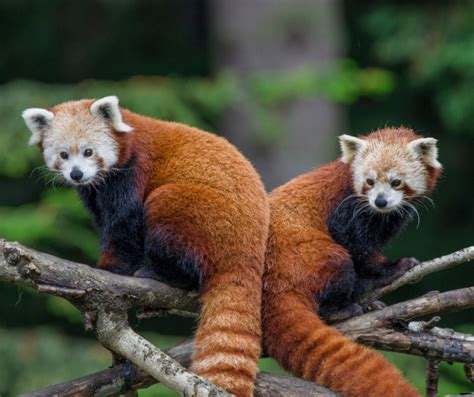Free Zoo Admission September 19 International Red Panda