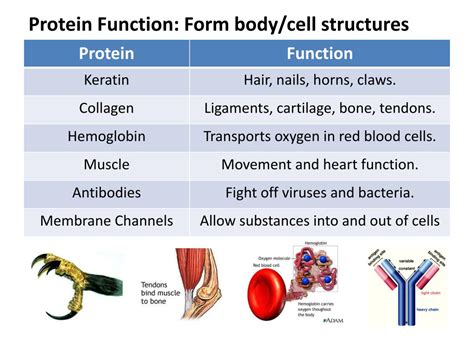 Ppt Proteins Powerpoint Presentation Free Download Id2058626