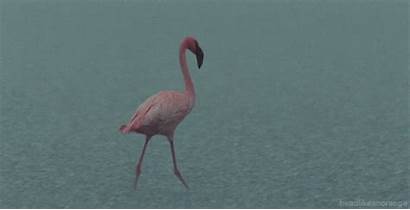 Flamingo Flamingos Rain Crimson Infantis Walking Quartos