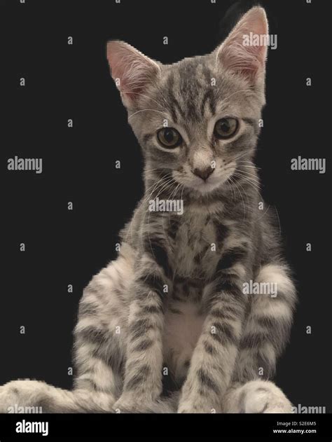 Grey Tabby Kitten Hi Res Stock Photography And Images Alamy