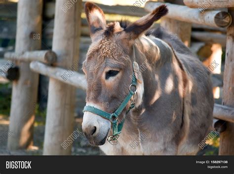 Sad Donkey Snaffle On Image And Photo Free Trial Bigstock