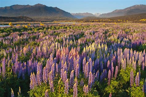 Russell Lupin Lupinus Polyphyllus Eglinton Valley New Zealand New