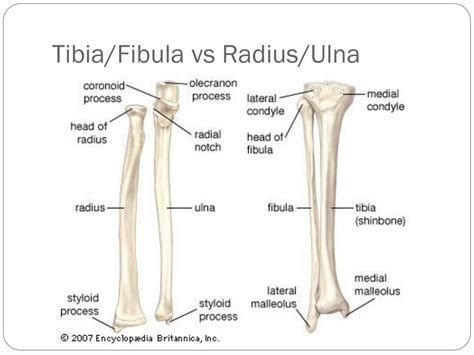 What Difference Between Structure Of Radius Ulna And Fibula Tibia My