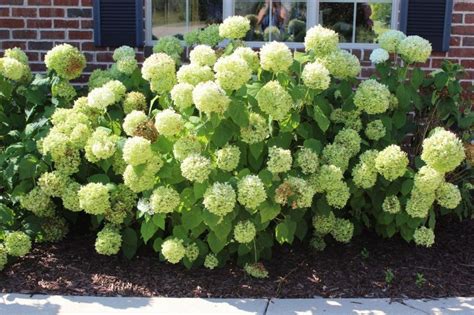 Check spelling or type a new query. Spray painted dried hydrangeas in 2020 | Hydrangea shrub ...