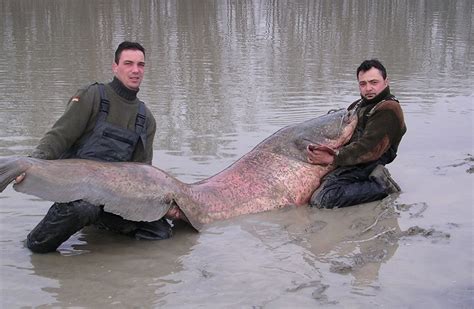 Chernobyl Catfish The Myths And Legends Of These Fish