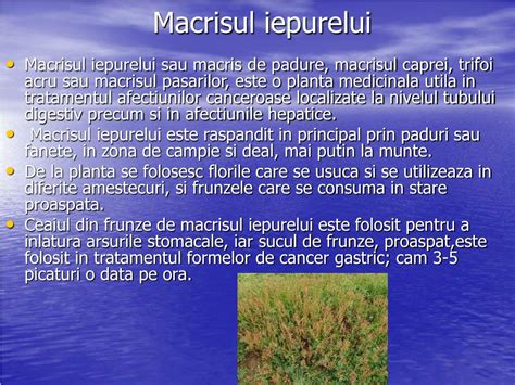 Frunzele sale sunt moi, fine si usor de digerat. PPT - PLANTE MEDICINALE PowerPoint Presentation, free ...