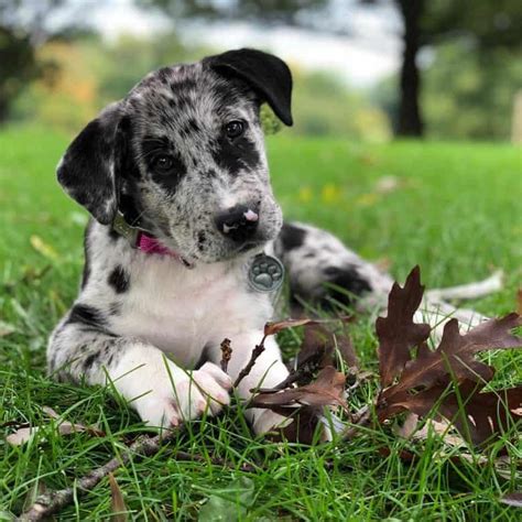 Great Dane Border Collie Mix Breed Traits And Facts