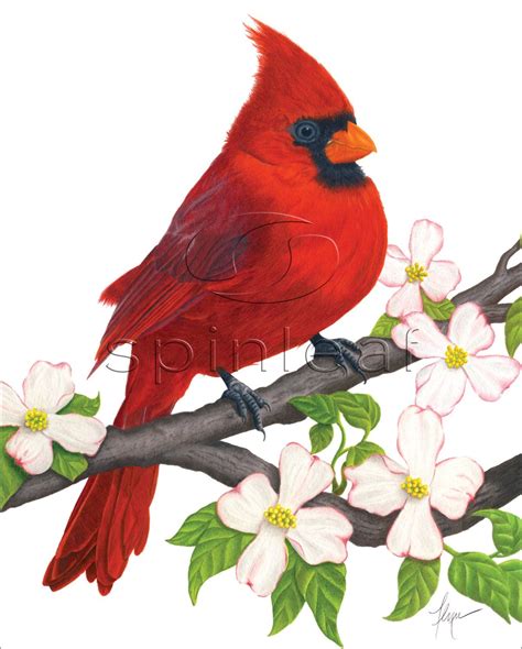 Cardinal Art Print Illustration Of Male Red Cardinal By Spinleaf