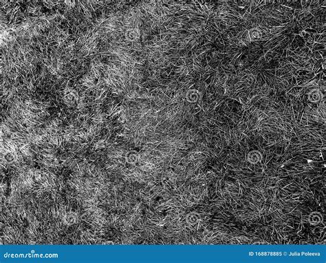 Grey Grass On Dark Background Natural Texture Stock Image Image Of