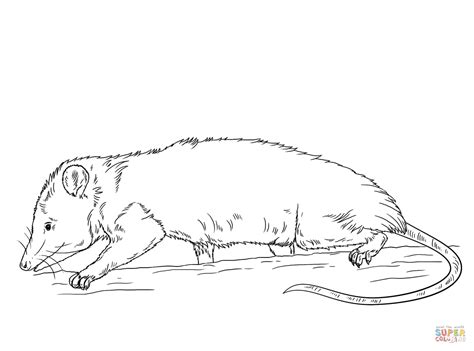 Ausmalbild Nordopossum Ausmalbilder kostenlos zum ausdrucken