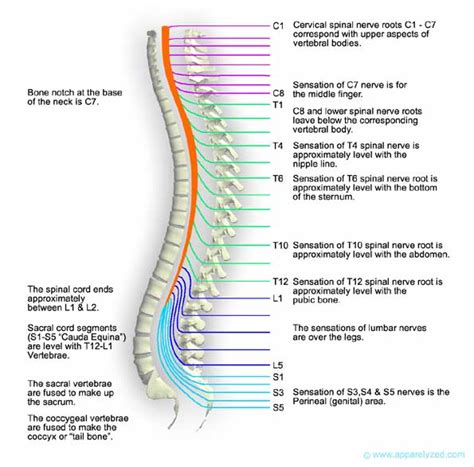 Sensory nerves carry signals from muscles and skin to the spinal cord and brain. MyBiologyPal: April 2010