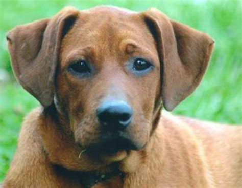 Four black & tan coonhound mix or may be a doberman mix, puppies were found living with their mother behind a restaurant during very. Adopt Harvey on Petfinder | Lab mix puppies, Redbone coonhound, Coonhound