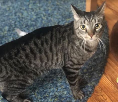 Brooklyn Ny Grey Tabby Cat For Private Adoption Meet Wilbur