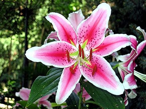 Lirio De Tigre Flor Primavera · Foto Gratis En Pixabay