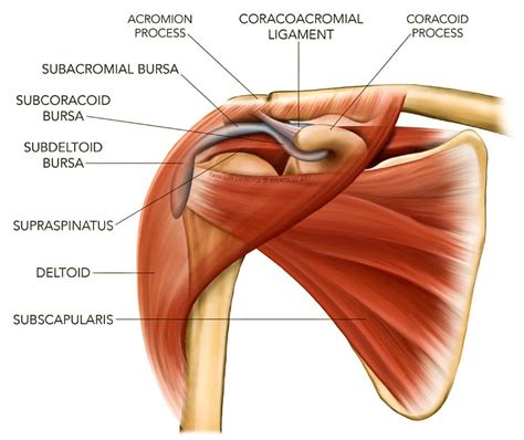 Shoulder Impingement Syndrome The Institute For Athletic Off