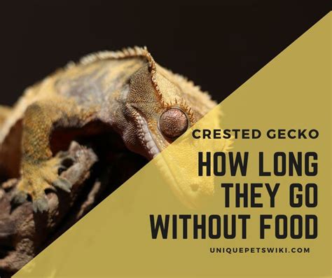 Josh's frog experts talk about crested gecko care, including how to keep, care for, and feed crested geckos some crested geckos are patternless, while others are decorated with spots or stripes. How Long Can A Crested Gecko Go Without Food? Can You ...