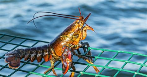 Court Finds American Lobster Fishery Requires Incidental Take Statement