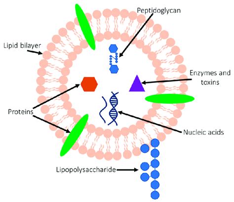 Schematic Of A Bacterial Membrane Vesicle Bacterial Membrane Vesicles