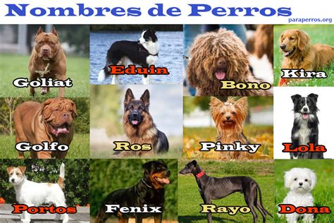 700 Nombres Para Perros Y Perritas 🦊 De Machos Y Hembras【 2021