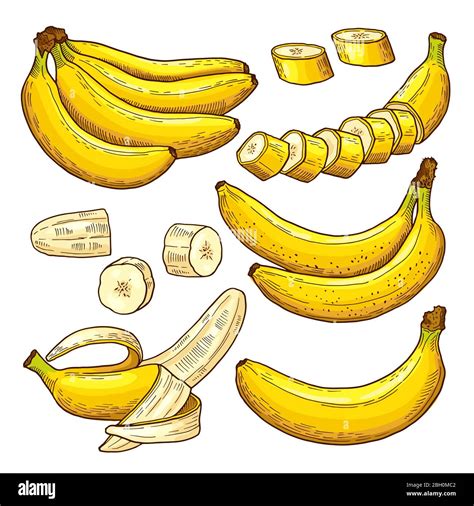 Vector Set Of Colored Bananas Tropical Symbols Hand Drawing