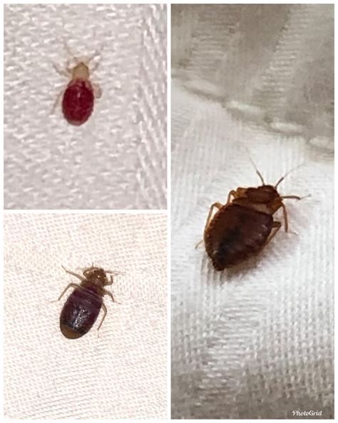 Bed Bugs Found In My Apartment That I Moved Into Last Night Next Steps