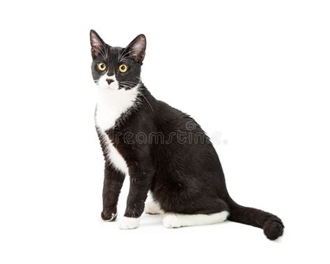 Tuxedo Cat Sitting To Side On White Stock Photo Image Of Full