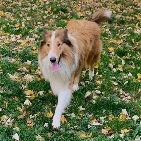 Dog For Adoption Lassie A Collie In Dublin Oh Petfinder
