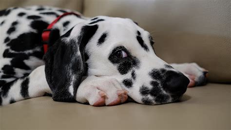 There are several signs that indicate your puppy has hypoglycemia. Dalmatian Puppies: Cute Pictures And Facts - DogTime