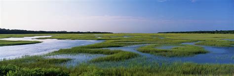 Salt Marsh Florida Usa Photograph By Panoramic Images