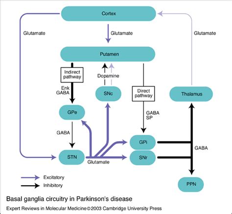 Parkinson disease (pd) is one of the most common neurologic disorders, affecting approximately 1% of individuals older than 60 years and causing progressive adapted from braak h, ghebremedhin e, rub u, bratzke h, del tredici k. What is the pathophysiology of Parkinson's Disease? - Quora