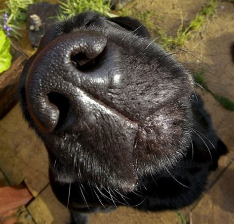 Large Nose Print Jewelry Dog Nose Print Pendant Dog Nose Keychain
