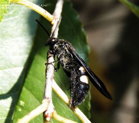 Bug Pictures Double Banded Scolia Wasp Scolia Bicincta By Caivy